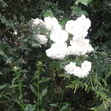 Bed & Breakfast Da Betty 3*